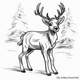 Reindeer Coloring Pages  Free & Printable sketch template