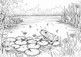 Estanque Colorear Stagno Ducks Estanques Animali Canard Lac Colouring  sketch template