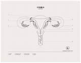 Uterus  Colouring Sheet Designs By Duvet Days Anatomy Illustrations sketch template