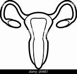 Uterus Coloring Page Pages sketch template