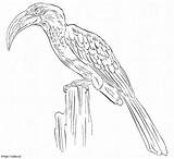 African Grey Hornbill coloring Page sketch template