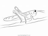 Cricket Insect In India Coloring Page For Kids  Free Crickets sketch template