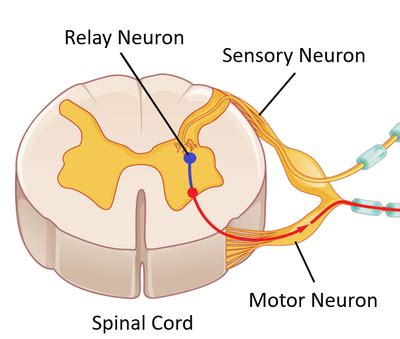 Relay Neuron - Key Stage Wiki