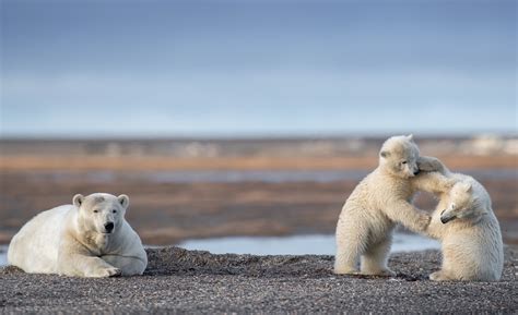 Alaska Polar Bear Viewing Tour, Kaktovik Alaska — Planet Earth ...