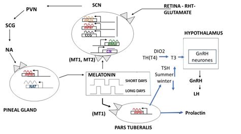 Figure 2. [Diagrammatic representation of the control...]. - Endotext ...