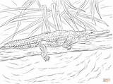 Freshwater Crocodile coloring Page  Free Printable Coloring Pages sketch template