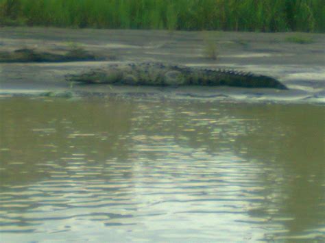 Tortuguero Wildlife Tour - All You Need to Know BEFORE You Go (2025)