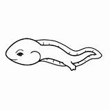 Tadpole Coloring Pages Printable For Free Download sketch template