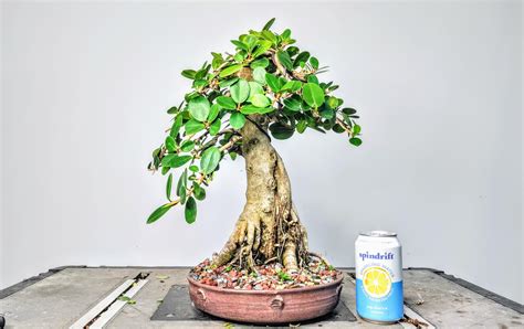 Green Island Ficus : r/Bonsai