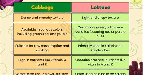 Cabbage vs. Lettuce: Differences between these Vegetables • 7ESL