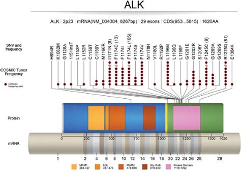 Activating mutations in ALK: COSMIC (tumor only) frequencies of ALK ...