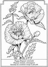 Zinnia elegans coloring Page Free Printable Pages – Artofit sketch template