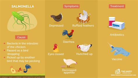 4 Diseases Humans Get from Backyard Chickens: Zoonotic Diseases - The ...