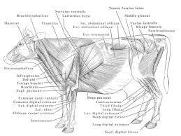 Image result for bovine muscle anatomy | Muscle anatomy, Anatomy, Vet medicine