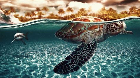 Turtle Beach Wallpapers - Top Free Turtle Beach Backgrounds ...