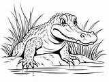 American Alligator Coloring Page For Kids  Free Printable sketch template