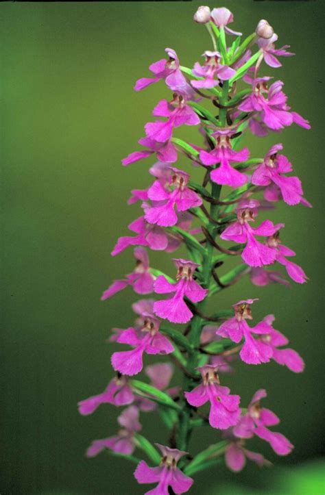 Free picture: purple, fringeless, orchid, flower, habenaria, peramoena