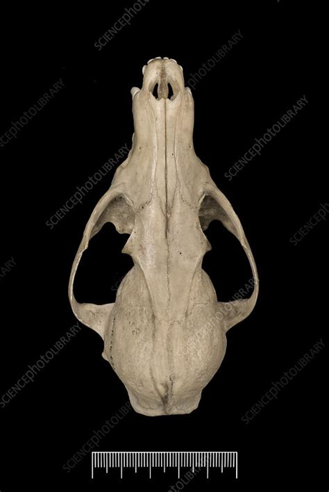 Falkland Islands fox skull - Stock Image - C010/1730 - Science Photo Library