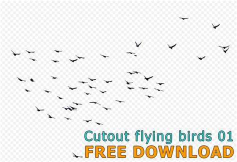 Cutout Swarm Birds Flying (PNG) with transparent background