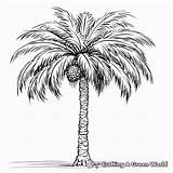 Palm Tree Coloring Pages  Free & Printable sketch template