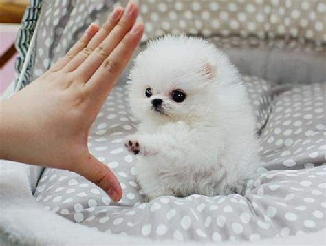 white pomeranian teacup puppies | Zoe Fans Blog | Pomeranian puppy teacup, Teacup animals ...