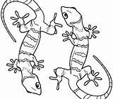 Gecko Drawing Coloring Pages Lizard Easy Leopard Draw Step Amphibian  sketch template