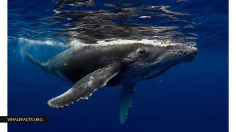 Humpback Whale Facts | Anatomy, Diet, Migration & Reproduction