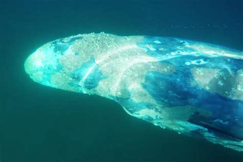 Watch: Gray whale passes by surfers in California - UPI.com