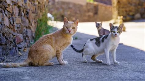 University Of California Davis Experts Find Wild And Feral Cats In Populated Areas Release More ...