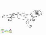 Gecko Coloring Pages sketch template