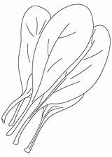 Spinach To Print Coloring Page  Free Printable Pages For Kids sketch template