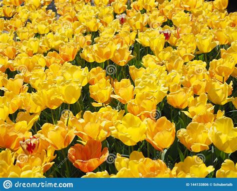 Garden of Yellow Tulips stock photo. Image of green - 144133806