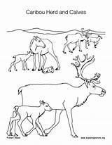 Caribou Coloring Page Pages sketch template