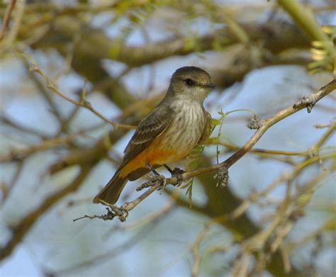 Vermilion flycatcher (female) - flycatcher