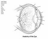 Eye Anatomy Coloring Human Pages Diagram Science Printable Heart  sketch template
