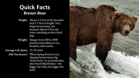 Polar Bear Vs Grizzly Bear Size Comparison