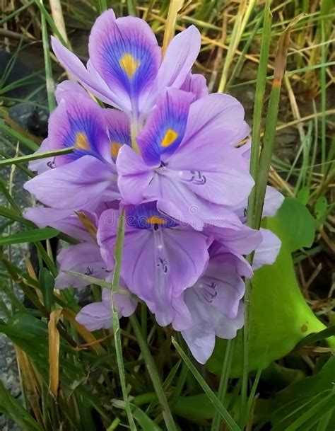 Pontederia Crassipes, Common Water Hyacinth, Eichhornia Crassipes Flower Closeup, Macro Image ...