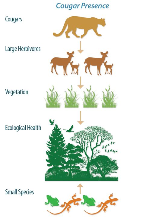 Cougar Biology & Behavior - Western Wildlife Outreach