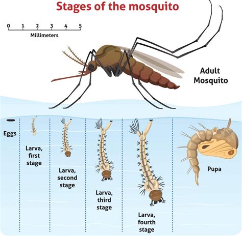 How Do Mosquito Larvae Breathe In Water | PeepsBurgh.Com