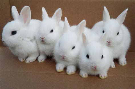 baby rabbits - Google Search | Easter | Pinterest | Rabbit, Cat and Animal