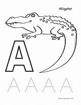 Letter A Alligator Coloring Pages sketch template