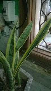 diagnosis - What is wrong with my Mother-in-Law's Tongue/ Snake Plant? - Gardening & Landscaping ...