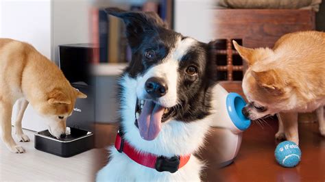 10 dog lover gifts to help upgrade your pet's life | TechRadar