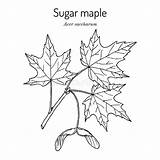 Sugar Maple Tree Coloring Page sketch template