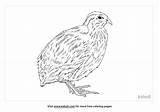 Quail Coloring Page sketch template