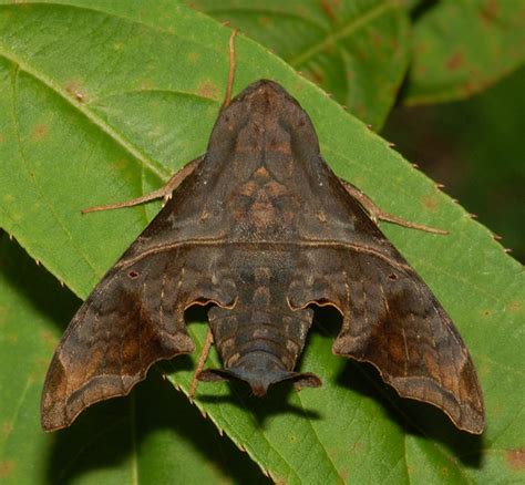 Mournful Sphinx Moth– Identification, Life Cycle, Facts & Pictures