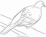 Dove Coloring Pigeon Turtle Doves Pages Drawing Colouring Clipart Kids  sketch template