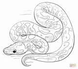 Snake Coloring Pages Realistic At GetDrawings  Free Download sketch template