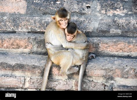 Monkeys hugging hi-res stock photography and images - Alamy