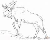 Walking Moose coloring Page  Free Printable Coloring Pages sketch template